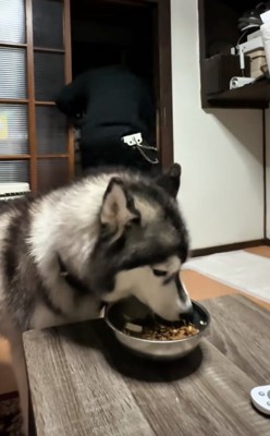 ご飯を食べ続ける犬