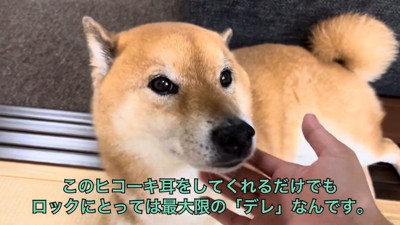 ヒコーキ耳でちょっと嬉しさを表現♪