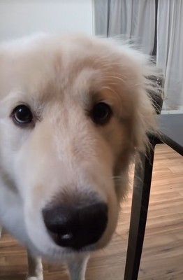 大型犬の顔