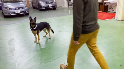 パパさんが近づくと…