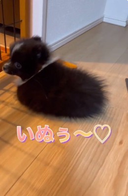 毛玉みたいだったレイくん