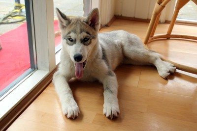 舌を出すハスキー犬