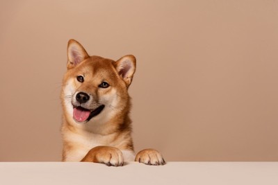 口を開ける柴犬