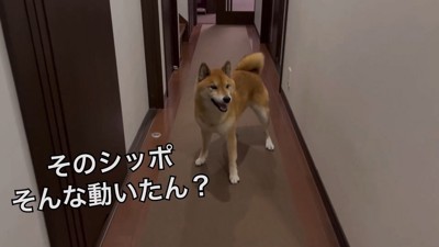 笑顔でしっぽをブンブン♡