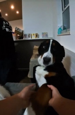 大型犬と握手する子供の手