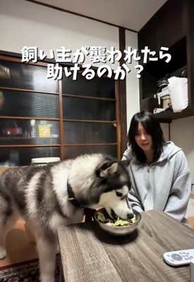 ご飯を食べる犬