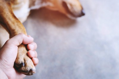 横になる犬の前足を握る