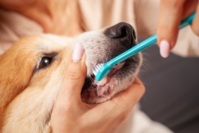 歯磨きする犬