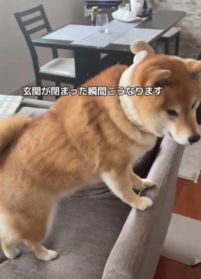 ソファにスタンバイ!