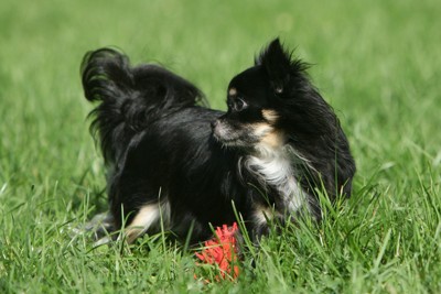 おもちゃを見失う犬
