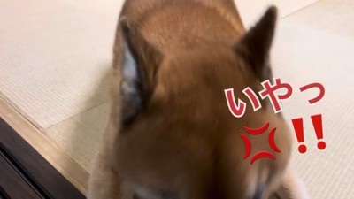 お散歩の誘いを拒絶！