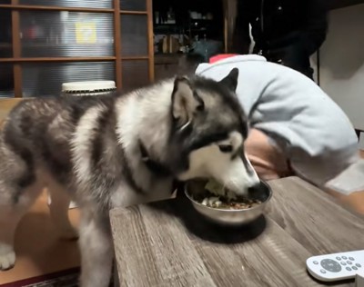 ご飯を食べる犬