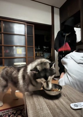 一心不乱に食事する犬