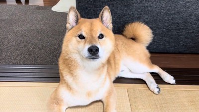 クールな態度