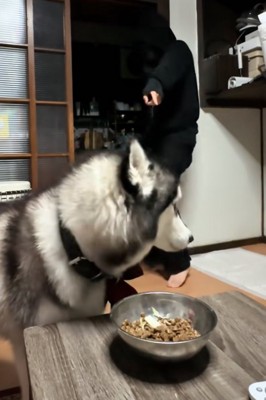 横を見る犬