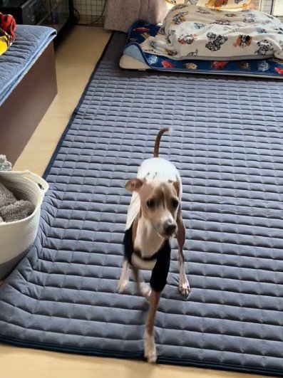 またまた二本足に
