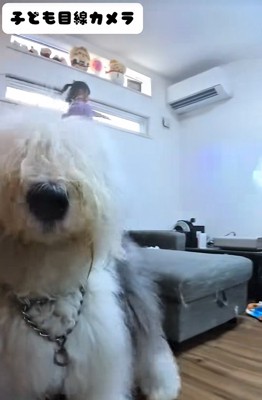 お菓子を待っている大型犬