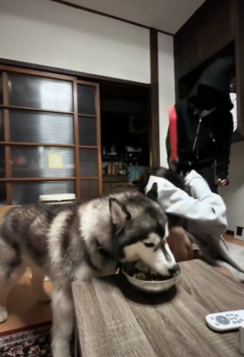 襲われる飼い主