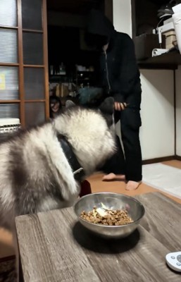 後ろを振り返る犬