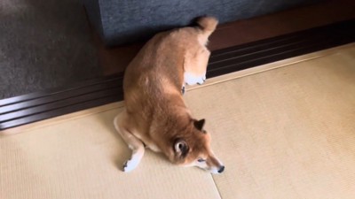 ロックくんを発見