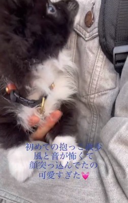 飼い主さんを見るレイくん