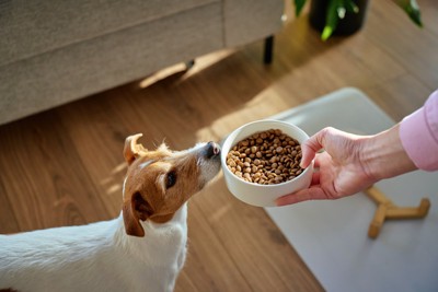 ご飯を与えられる犬
