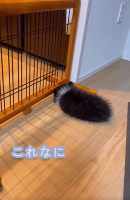 丸まるレイくん