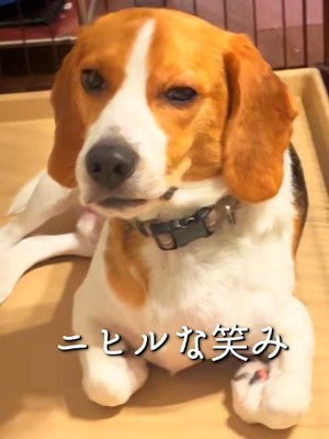 人間のようなニヒルな笑み