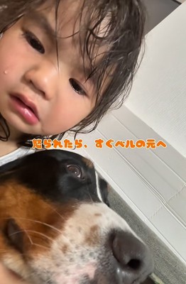 泣いている子供と大型犬