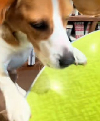 ご飯を分けてほしくて…