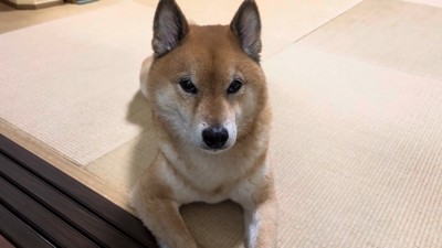 飼い主さんの前ではこの表情（笑）