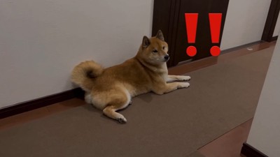 飼い主さんのお母さんが来たら…