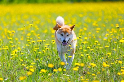 野原、たんぽぽと柴犬