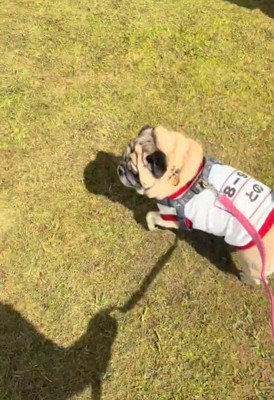 歩く犬2