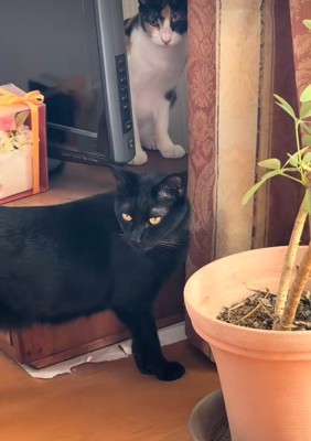 新入り子猫が来ると…