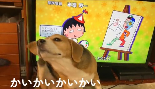 テレビの前でリラックスする中型犬