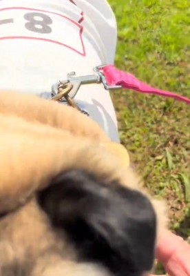 犬のアップ