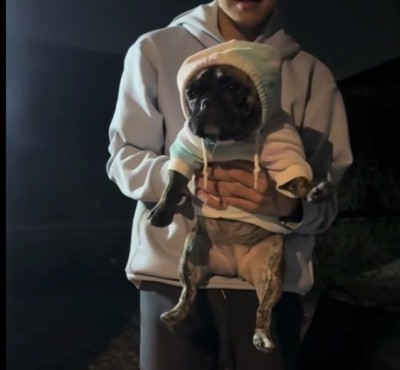 フードをかぶせられた犬