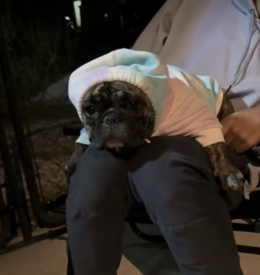 無表情でフードをかぶる犬