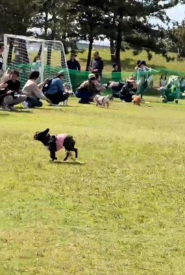 走る犬3