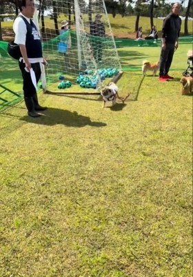 気づく犬