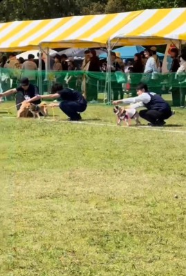 横を向く犬2
