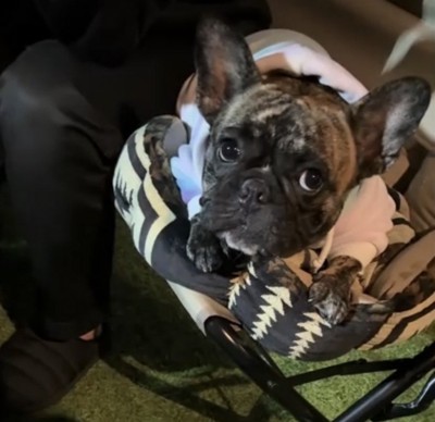 文句を言う犬