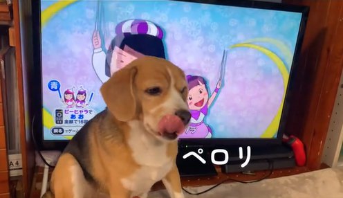 舌なめずりする中型犬