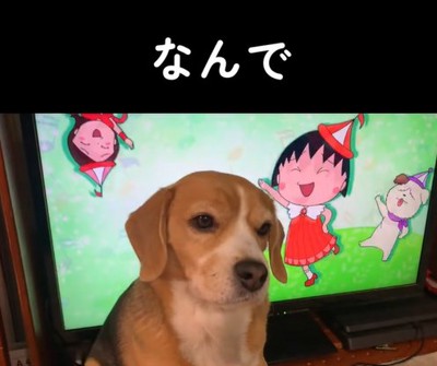 テレビの前に座る中型犬