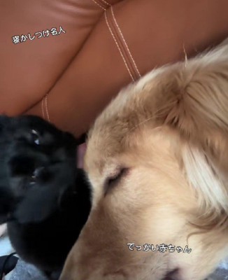 大型犬とも仲良しに