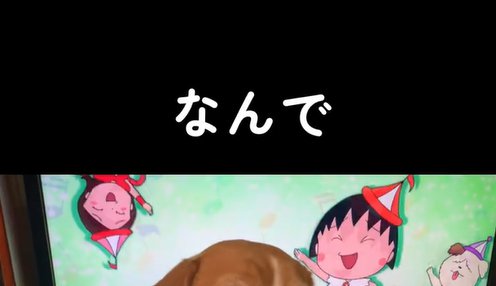 テレビの前に座る中型犬