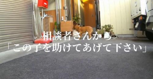 住宅に迷い込んだ犬