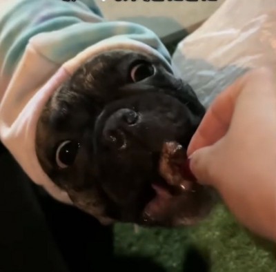 肉を食べる犬