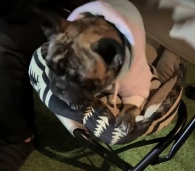 前足でクッションを押す犬